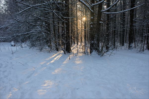 Январский лес